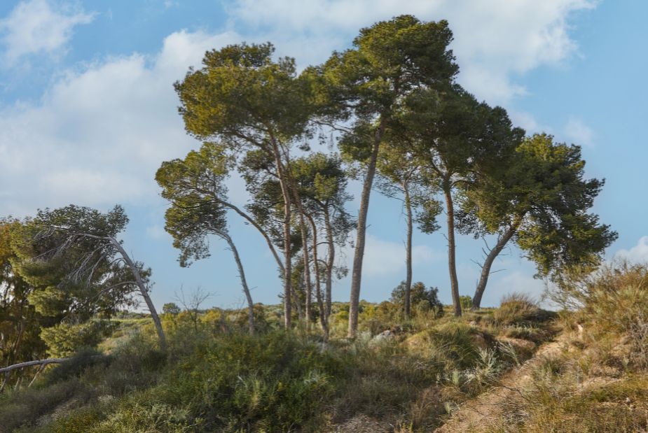 Les bienfaits surprenants du Pycnogenol