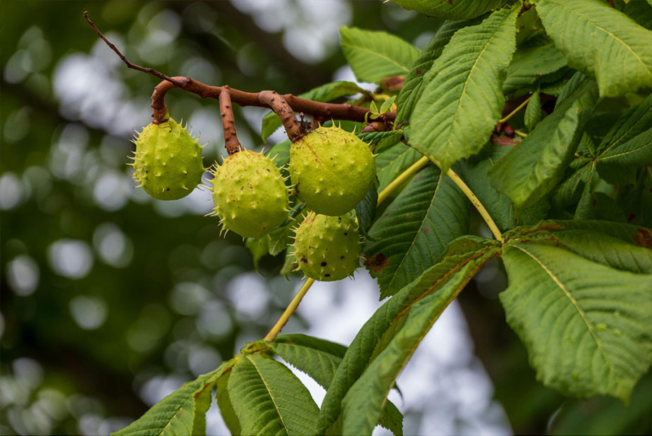 Ces plantes qui boostent votre circulation sanguine