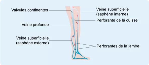 Schéma circulation veineuse