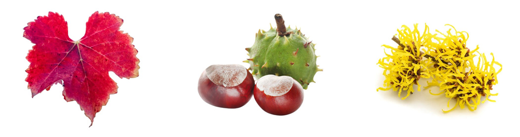 Plantes circulation sanguine : vigne rouge, hamamélis, marron d'Inde