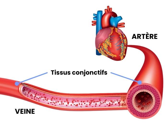 silicium-organique-tissus-conjonctifs.jpg