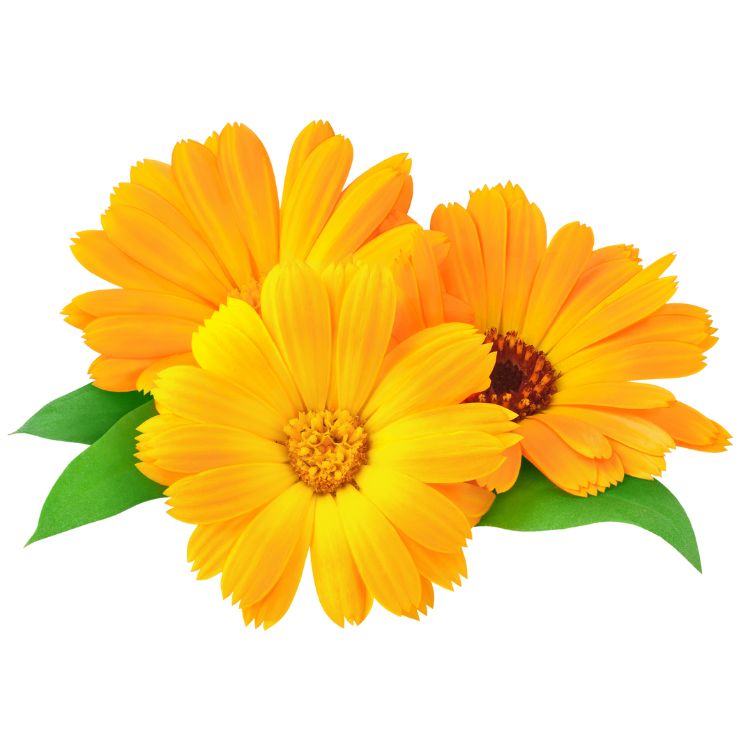 calendula