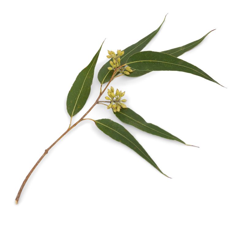 eucalyptus