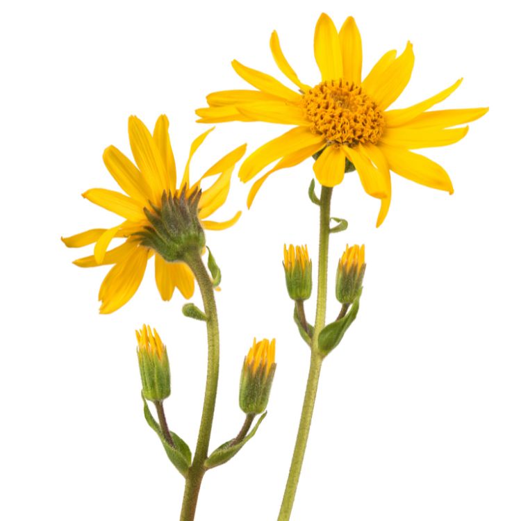 fleur d'arnica