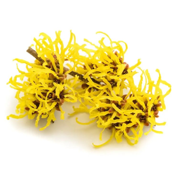 hamamelis