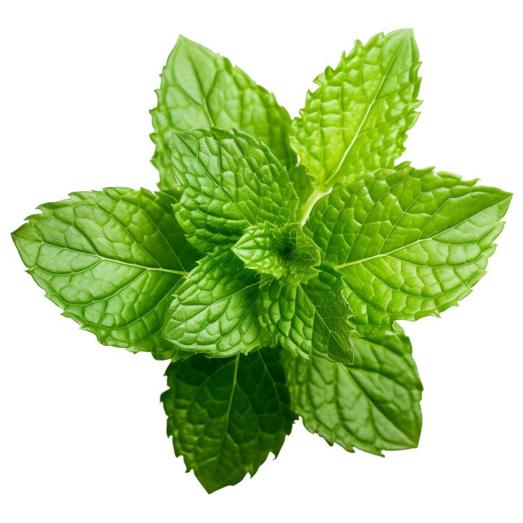 menthe