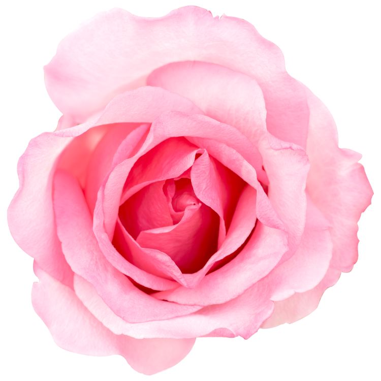 rosier centifolia