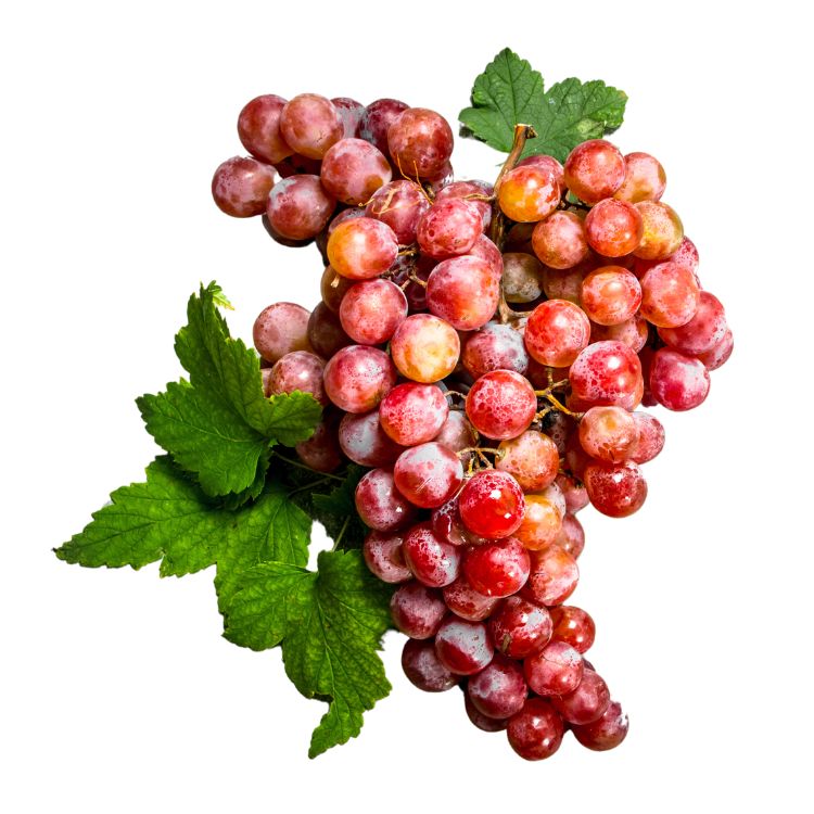 vigne rouge