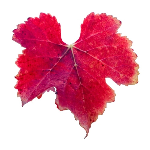 vigne rouge